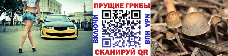 Псилоцибиновые грибы ЛСД  купить наркотики цена  Камень-на-Оби 
